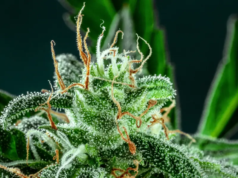 about_benefit_quality_5000x1667_cropped-800x600_XnC